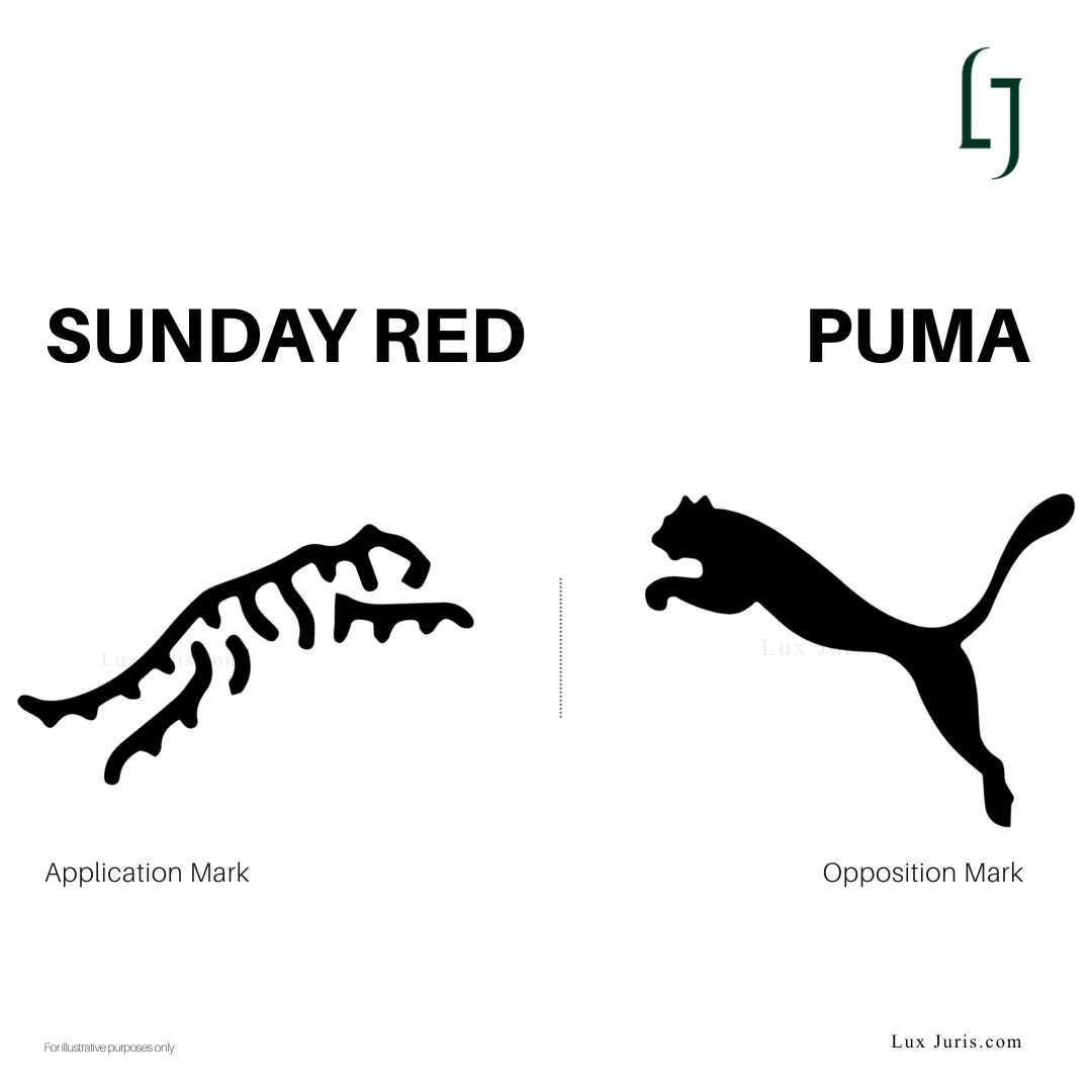 Puma vs Sunday Red: Not Every Big Cat Is the Same